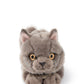Freddy the british shorthair in giftbox | B.T.Chaps