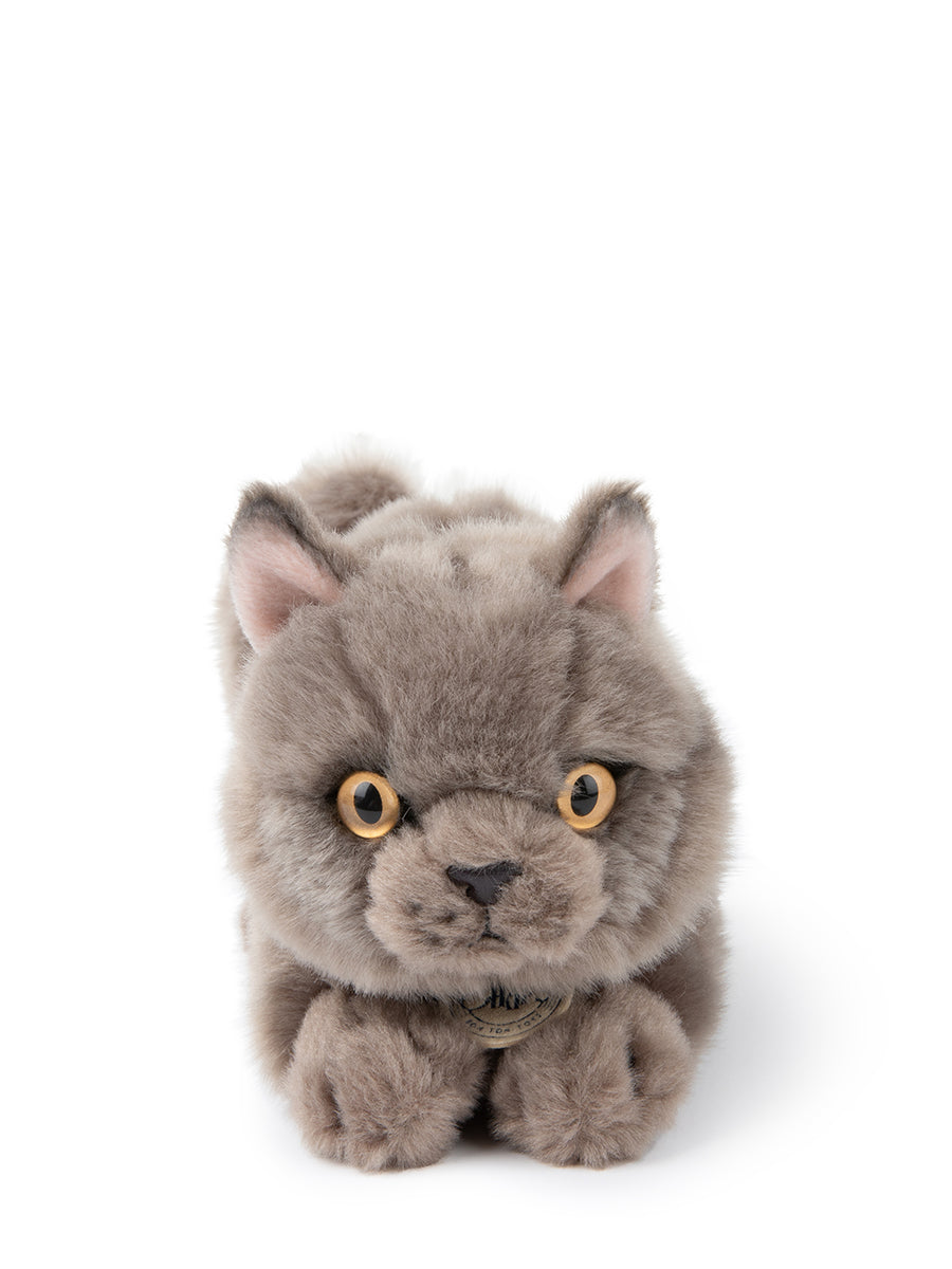 Freddy the british shorthair in giftbox | B.T.Chaps