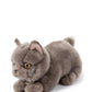 Freddy the british shorthair in giftbox | B.T.Chaps