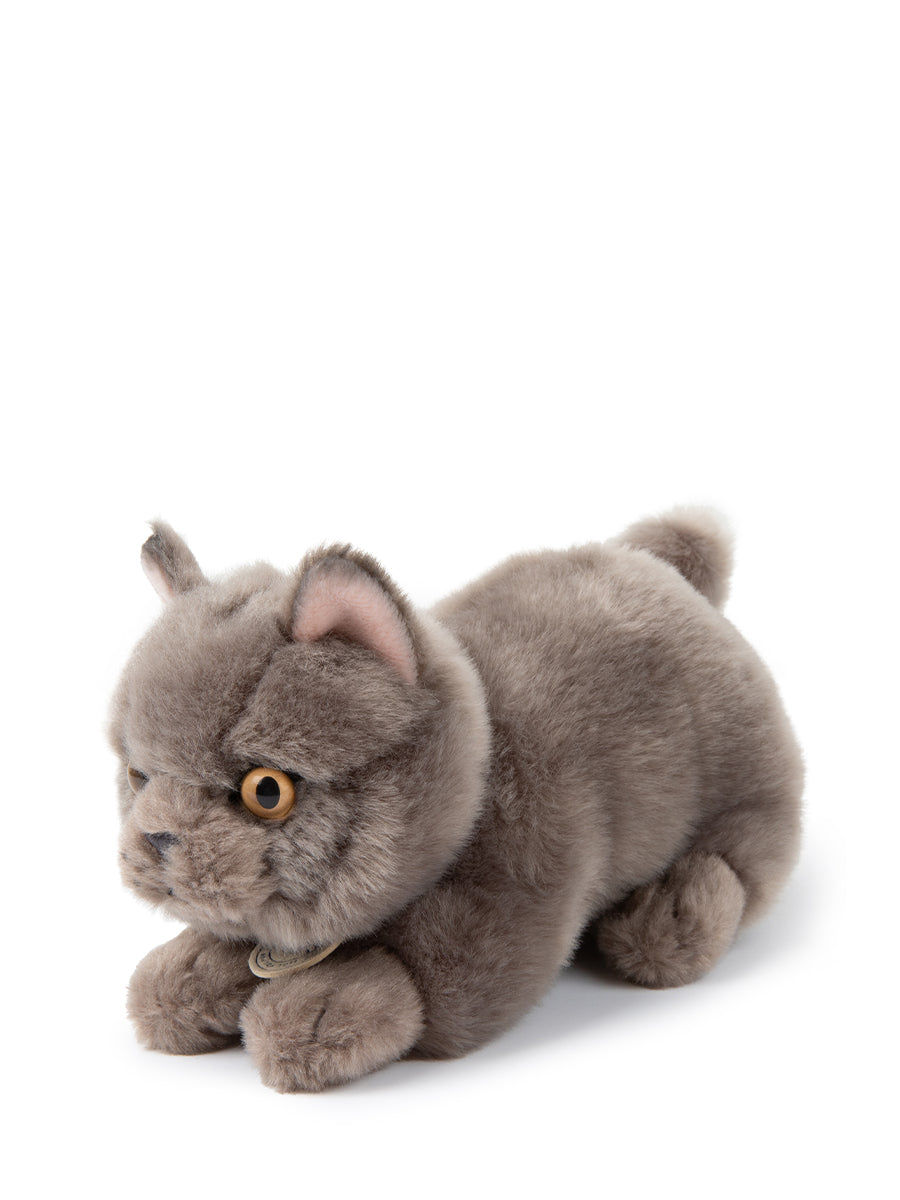 Freddy the british shorthair in giftbox | B.T.Chaps