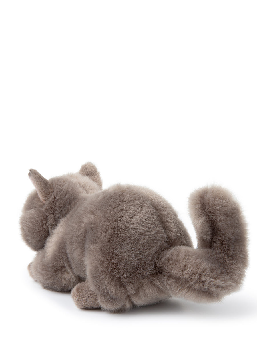Freddy the british shorthair in giftbox | B.T.Chaps