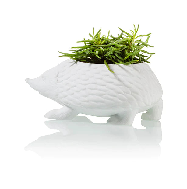 Hedgehog planter | Bitten design
