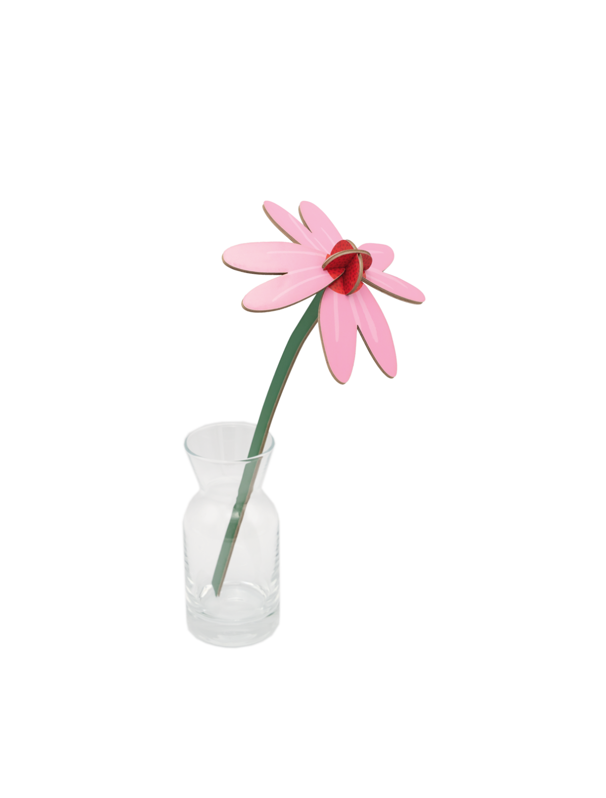 Pink Coneflower - small everlasting flower | Studio Roof