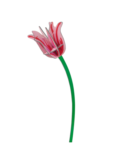 Pink Tulip - everlasting flower | Studio Roof