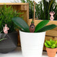 Mini nudisten voor plantenpot | Gift Republic