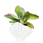 Schelp planter -  wit - large | Bitten design