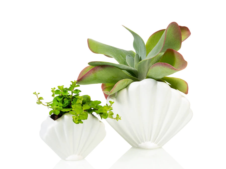 Schelp planter -  wit - large | Bitten design