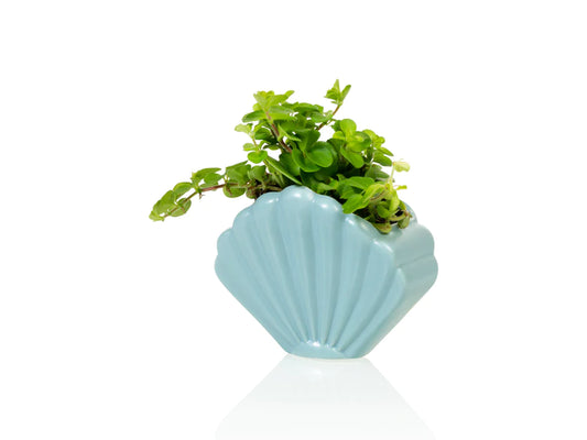 Schelp planter -  blauw - small | Bitten design