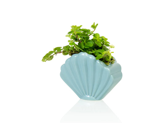 Schelp planter -  blauw - small | Bitten design - de inKijk