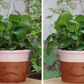 Leaflow - pot watering funnel | PELEGDESIGN