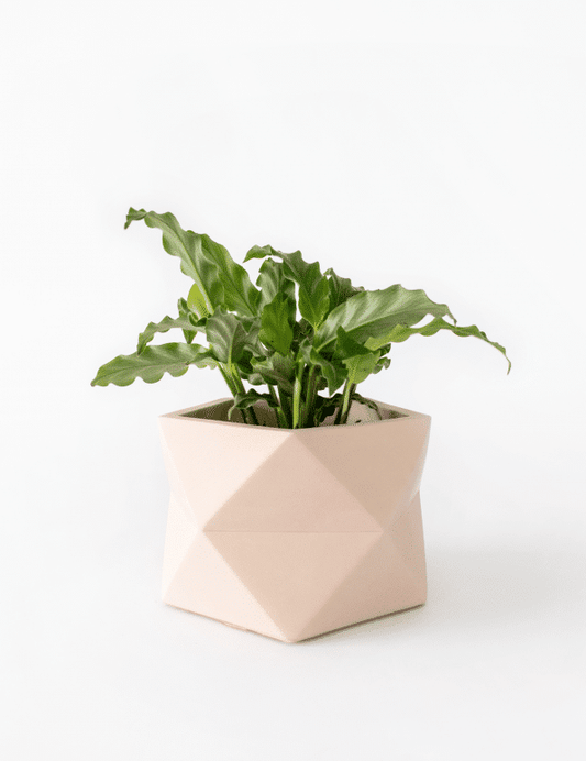 Palua planter - Ø8,5cm - millennial pink | House Raccoon