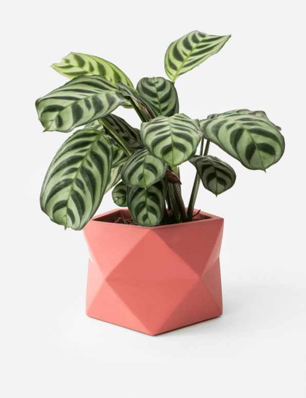 Palua planter - Ø8,5cm - pomegranate | House Raccoon - de inKijk