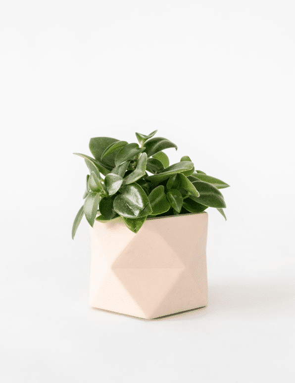 Palua planter - Ø 5,5 cm - millennial pink | House Raccoon