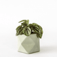 Palua planter - Ø 5,5 cm - olive green | House Raccoon