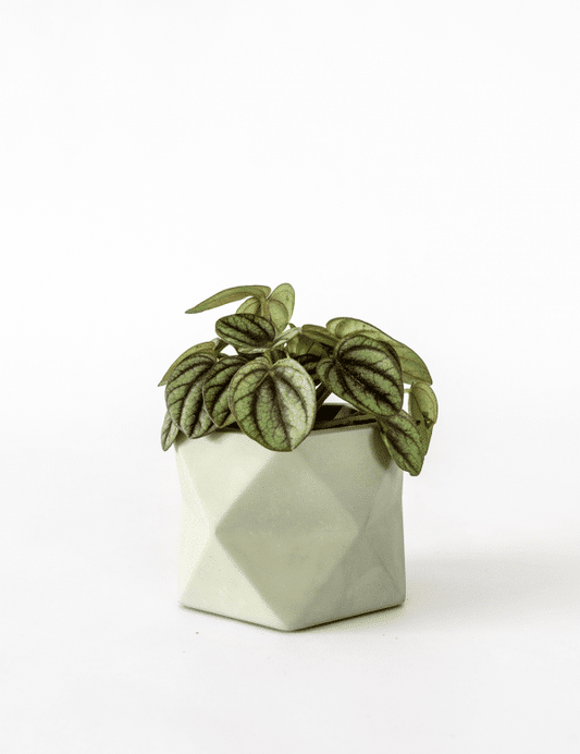 Palua planter - Ø 5,5 cm - olive green | House Raccoon