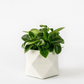 Palua planter - Ø 5,5 cm - silver green | House Raccoon