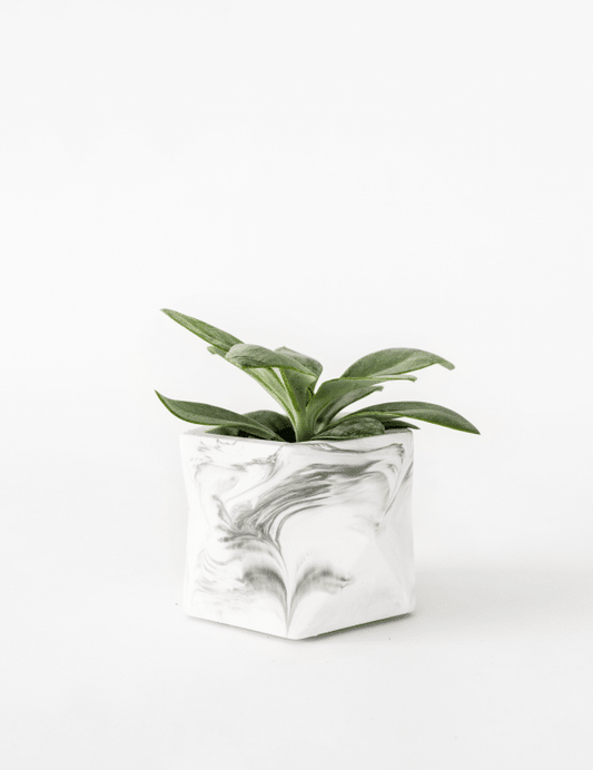 Palua planter - Ø 5,5 cm - white marble | House Raccoon