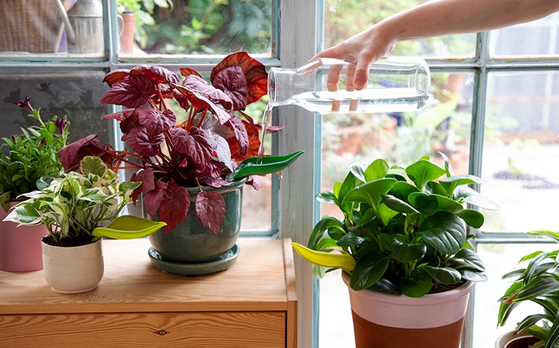 Leaflow - pot watering funnel | PELEGDESIGN