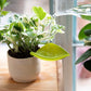 Leaflow - pot watering funnel | PELEGDESIGN