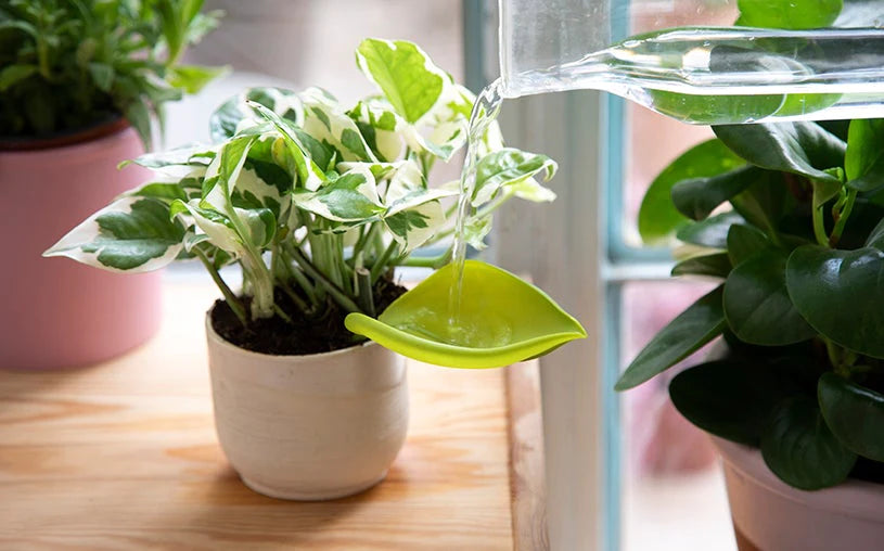 Leaflow - pot watering funnel | PELEGDESIGN