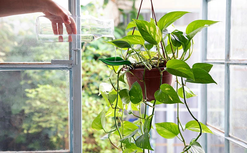 Leaflow - pot watering funnel | PELEGDESIGN