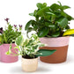 Leaflow - pot watering funnel | PELEGDESIGN