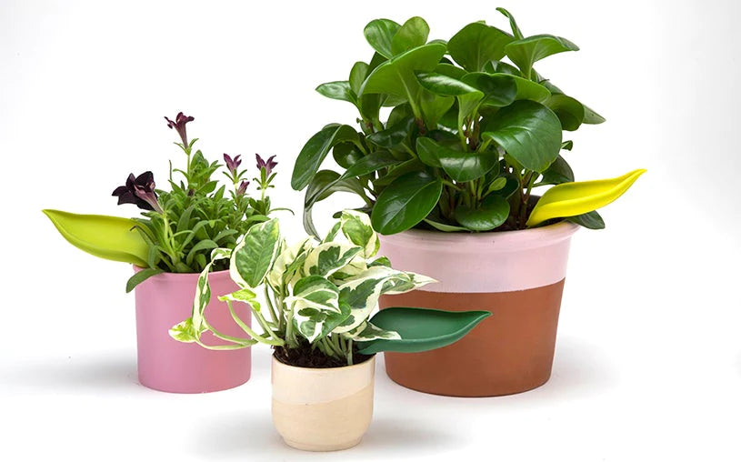 Leaflow - pot watering funnel | PELEGDESIGN