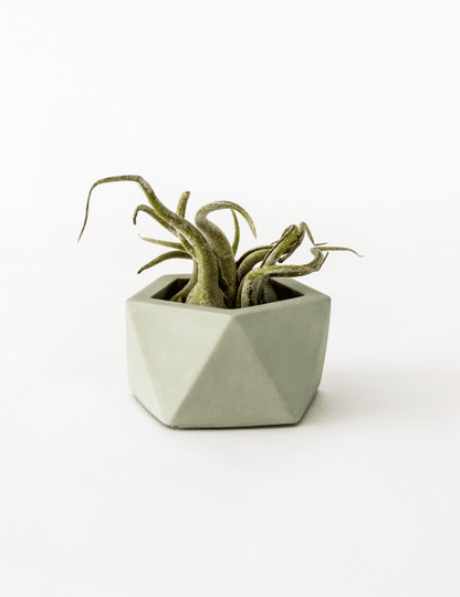 Vand theelicht- en luchtplanthouder - Ø 4,7 cm - olijfgroen | House Raccoon - de inKijk