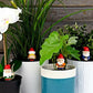 Naughty gnomes - kabouters voor in plantenpot | Gift Republic